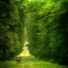 DIFFERENT TYPE OF THINGS FOUND IN FORESTS: How forests are useful to us.