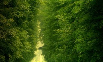 DIFFERENT TYPE OF THINGS FOUND IN FORESTS: How forests are useful to us.