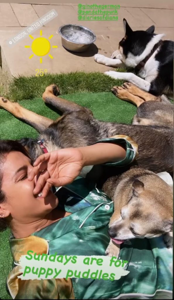 Picture shared by Priyanka in her Insta story.