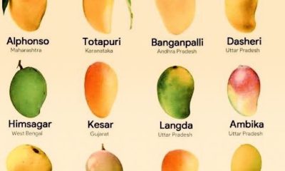 More than 120 varieties of Mangoes are seen in Saharanpur UP.