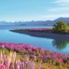New Zealand will not face Global slowdown problems.