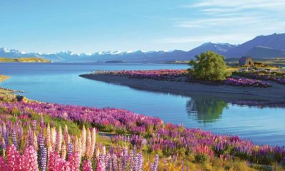New Zealand will not face Global slowdown problems.