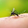 Dengue is back in Gujarat 2021