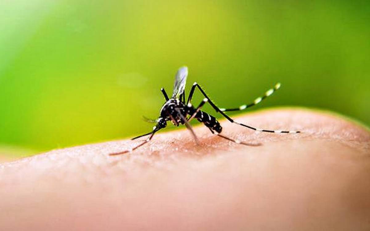 Dengue is back in Gujarat 2021
