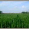Gujarat Celebrates Kisan Sanman Day.