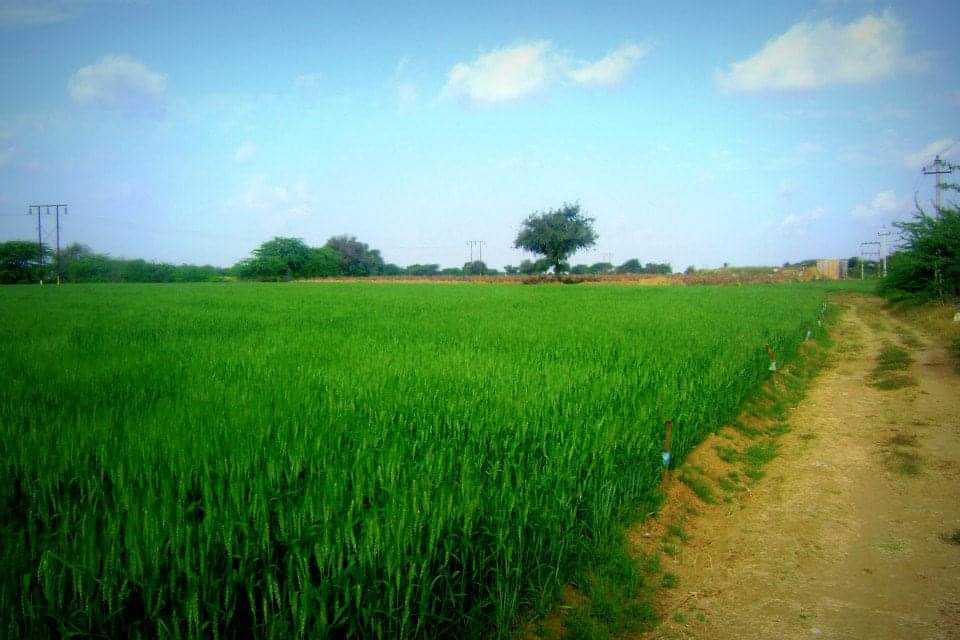 Pic from Vasantray Joshi Farm from Kothara Kutch.