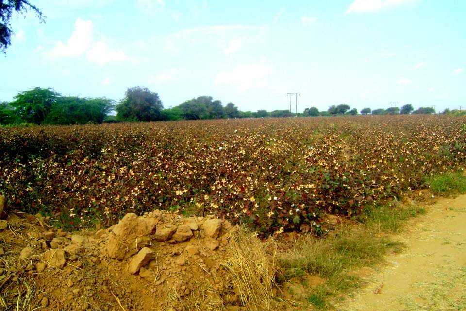 Pic from Vasantray Joshi Farm from Kothara Kutch.