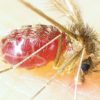 Two childrens died in Chandipuram due to Sandfly in the last 15 days.