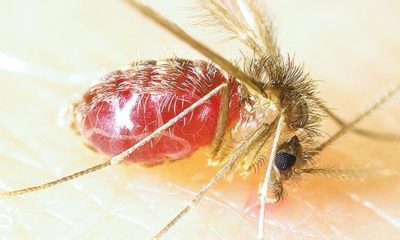 Two childrens died in Chandipuram due to Sandfly in the last 15 days.