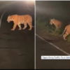 tigers on highway pics and videos share by anand mahindra
