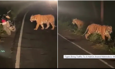 tigers on highway pics and videos share by anand mahindra