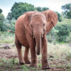 Benjamin's finds a stranded Orphaned Elephant
