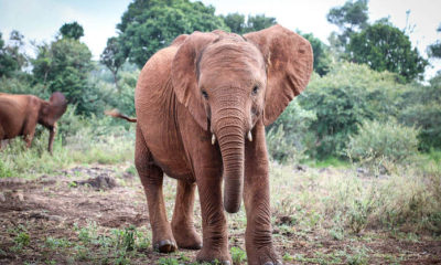 Benjamin's finds a stranded Orphaned Elephant