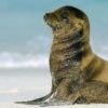 new born Sea lion talks with her mom video
