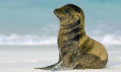 new born Sea lion talks with her mom video