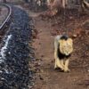 Gujarat Plans To Build A Train Through The Gir
