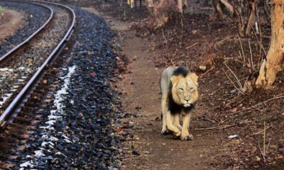 Gujarat Plans To Build A Train Through The Gir