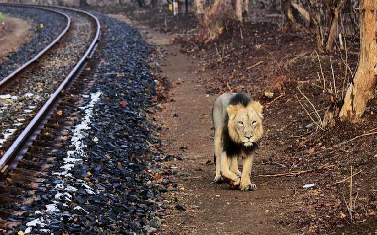 Gujarat Plans To Build A Train Through The Gir