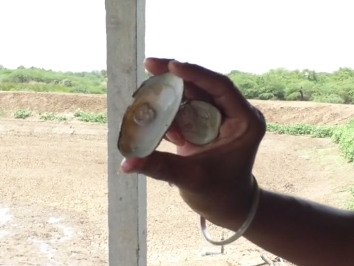 Surat farmers design pearl farming, earn Rs 5 lakh a year from 9 vigha of land. 