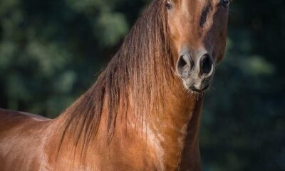 Best horse breed in the Asia