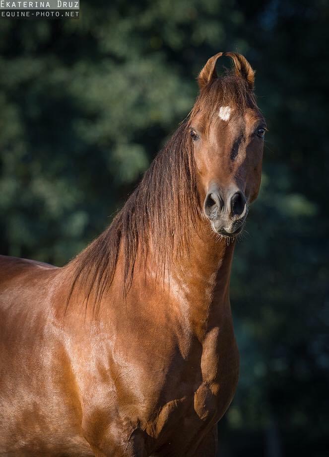 Best horse breed in the Asia