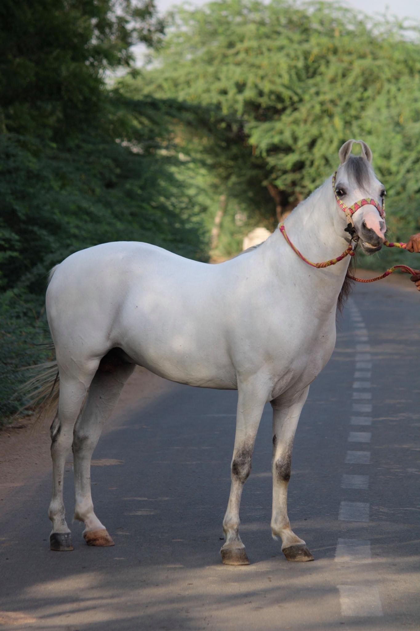 top-indian-horse-breed-kathiawadi-in-the-best-horse-breeds-in-the-world
