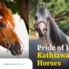 kathiawadi horses
