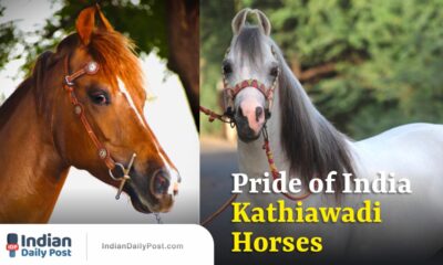 kathiawadi horses