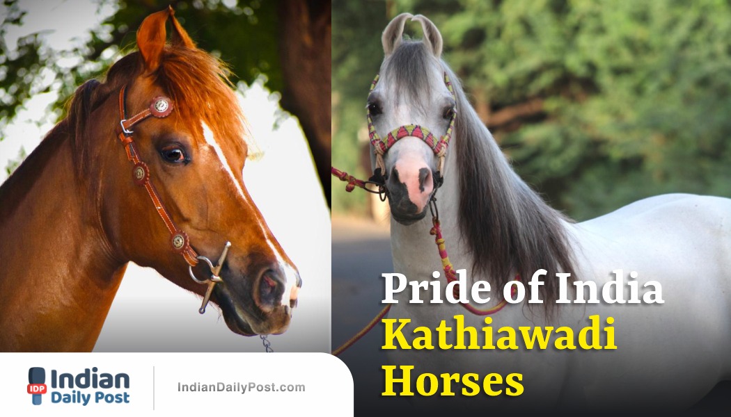 kathiawadi horses