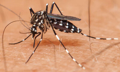 New Zika virus cases