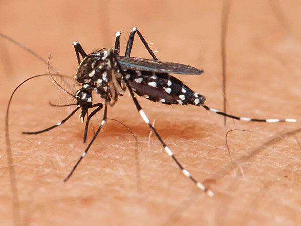 New Zika virus cases