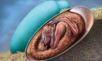 Baby Dinosaur Embryo discovered