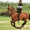 Rajdeep Sinh Jadeja gave his life to save his horse in a Horse Riding event held in Kutch Gujarat.