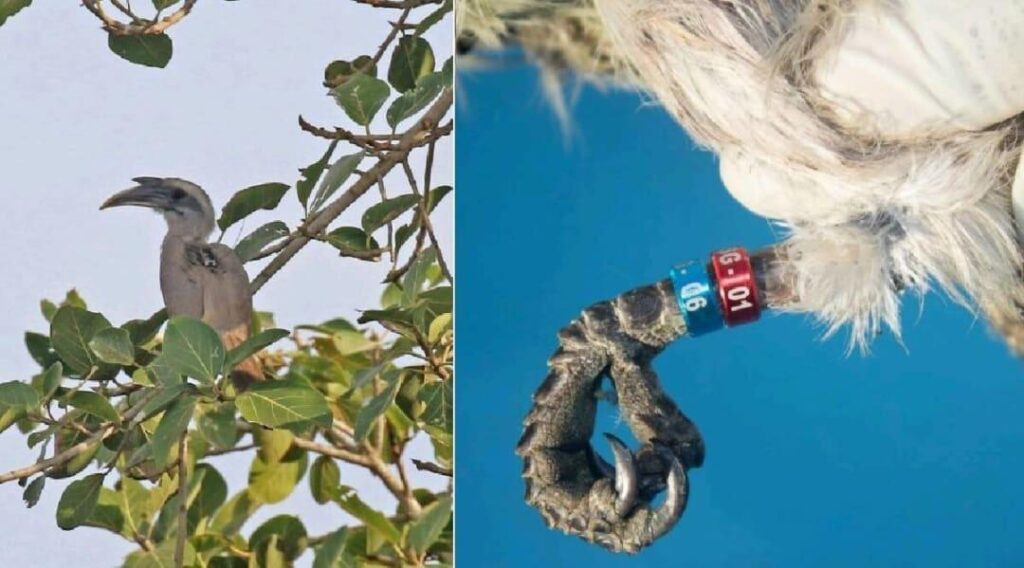 After 86 years, chilotra birds were placed in Gir forest, and this bird works to plant trees in the forest.
