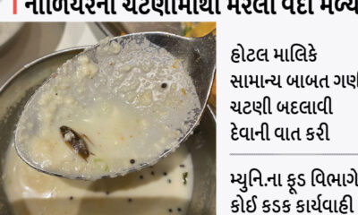 insects come out from the food