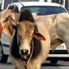 In Ahmedabad, a stray cow hit a father and daughter while riding a bike.