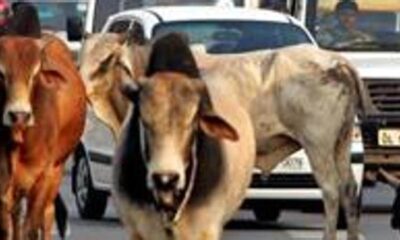 In Ahmedabad, a stray cow hit a father and daughter while riding a bike.