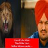 sidhu moose wala lion