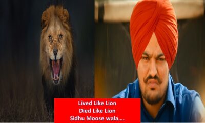 sidhu moose wala lion