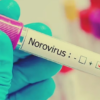norovirus