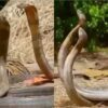 Two snakes playing courtship have gone viral, and people have even seen it live in Vadodara.