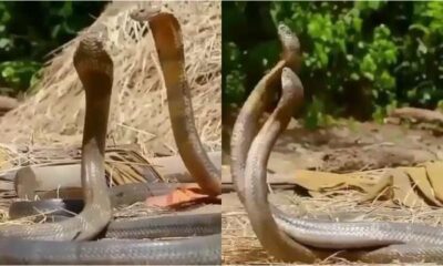 Two snakes playing courtship have gone viral, and people have even seen it live in Vadodara.