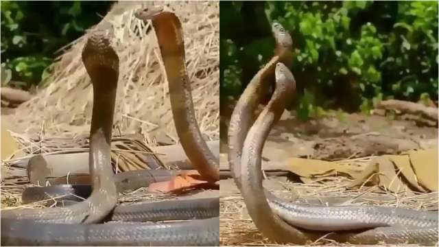 Two snakes playing courtship have gone viral, and people have even seen it live in Vadodara.