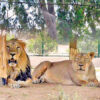 Gir forest lions are enjoying Rain.