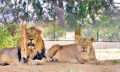 Gir forest lions are enjoying Rain.