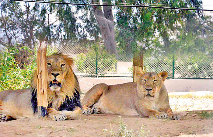 Gir forest lions are enjoying Rain.