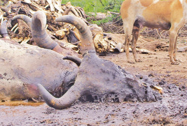 Lumpy virus rampage: Virus spreads from villages to towns to cowsheds.
