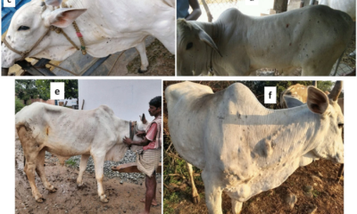 Lumpy skin disease in the cow