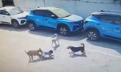 Surat records another dog attack case within a week