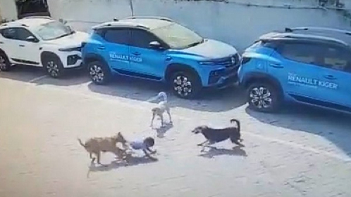 Surat records another dog attack case within a week